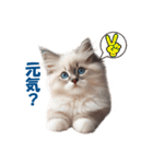 愛らしいラグドールの子猫のスタンプ（個別スタンプ：5）