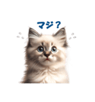 愛らしいラグドールの子猫のスタンプ（個別スタンプ：11）
