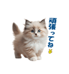 愛らしいラグドールの子猫のスタンプ（個別スタンプ：13）
