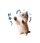 愛らしいラグドールの子猫のスタンプ（個別スタンプ：16）