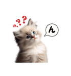 愛らしいラグドールの子猫のスタンプ（個別スタンプ：17）