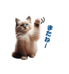 愛らしいラグドールの子猫のスタンプ（個別スタンプ：18）