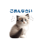 愛らしいラグドールの子猫のスタンプ（個別スタンプ：20）