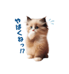 愛らしいラグドールの子猫のスタンプ（個別スタンプ：21）