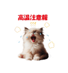 愛らしいラグドールの子猫のスタンプ（個別スタンプ：30）
