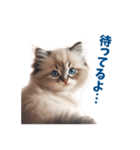 愛らしいラグドールの子猫のスタンプ（個別スタンプ：32）