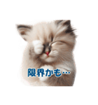 愛らしいラグドールの子猫のスタンプ（個別スタンプ：34）