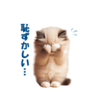 愛らしいラグドールの子猫のスタンプ（個別スタンプ：35）