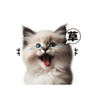 愛らしいラグドールの子猫のスタンプ（個別スタンプ：36）