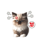 愛らしいラグドールの子猫のスタンプ（個別スタンプ：37）