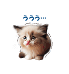 愛らしいラグドールの子猫のスタンプ（個別スタンプ：38）