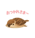毎日使える可愛いスズメたち（個別スタンプ：4）