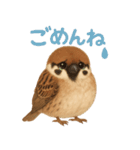 毎日使える可愛いスズメたち（個別スタンプ：9）