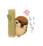 毎日使える可愛いスズメたち（個別スタンプ：11）