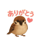 毎日使える可愛いスズメたち（個別スタンプ：13）