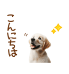 敬語のゴールデンレトリバーの子犬スタンプ（個別スタンプ：2）