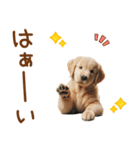敬語のゴールデンレトリバーの子犬スタンプ（個別スタンプ：3）