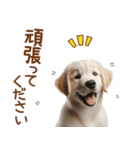 敬語のゴールデンレトリバーの子犬スタンプ（個別スタンプ：7）