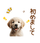 敬語のゴールデンレトリバーの子犬スタンプ（個別スタンプ：12）