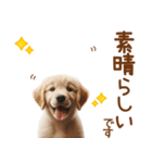 敬語のゴールデンレトリバーの子犬スタンプ（個別スタンプ：13）