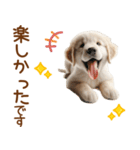 敬語のゴールデンレトリバーの子犬スタンプ（個別スタンプ：14）