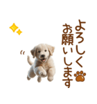 敬語のゴールデンレトリバーの子犬スタンプ（個別スタンプ：15）