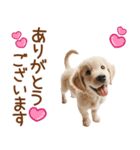 敬語のゴールデンレトリバーの子犬スタンプ（個別スタンプ：16）