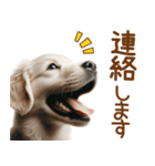 敬語のゴールデンレトリバーの子犬スタンプ（個別スタンプ：17）