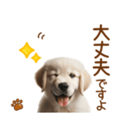 敬語のゴールデンレトリバーの子犬スタンプ（個別スタンプ：18）