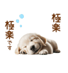 敬語のゴールデンレトリバーの子犬スタンプ（個別スタンプ：20）