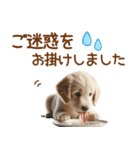 敬語のゴールデンレトリバーの子犬スタンプ（個別スタンプ：21）