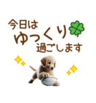 敬語のゴールデンレトリバーの子犬スタンプ（個別スタンプ：23）