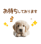 敬語のゴールデンレトリバーの子犬スタンプ（個別スタンプ：24）