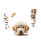 敬語のゴールデンレトリバーの子犬スタンプ（個別スタンプ：26）