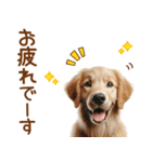 敬語のゴールデンレトリバーの子犬スタンプ（個別スタンプ：27）