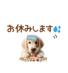 敬語のゴールデンレトリバーの子犬スタンプ（個別スタンプ：28）
