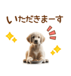 敬語のゴールデンレトリバーの子犬スタンプ（個別スタンプ：29）