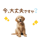 敬語のゴールデンレトリバーの子犬スタンプ（個別スタンプ：30）