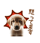 敬語のゴールデンレトリバーの子犬スタンプ（個別スタンプ：31）