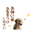 敬語のゴールデンレトリバーの子犬スタンプ（個別スタンプ：33）