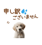 敬語のゴールデンレトリバーの子犬スタンプ（個別スタンプ：36）