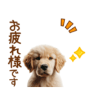 敬語のゴールデンレトリバーの子犬スタンプ（個別スタンプ：37）