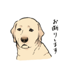 にっこりラブラドール（個別スタンプ：16）