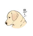 にっこりラブラドール（個別スタンプ：27）