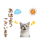 敬語のアメショスタンプ2（個別スタンプ：1）