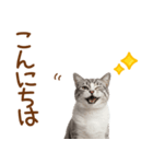 敬語のアメショスタンプ2（個別スタンプ：2）