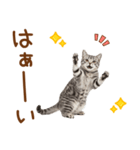 敬語のアメショスタンプ2（個別スタンプ：3）