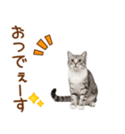 敬語のアメショスタンプ2（個別スタンプ：5）