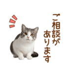 敬語のアメショスタンプ2（個別スタンプ：10）