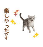 敬語のアメショスタンプ2（個別スタンプ：14）